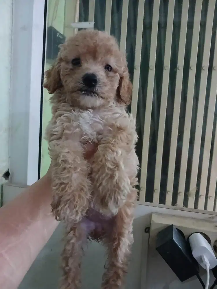 POODLE PEREMPUAN