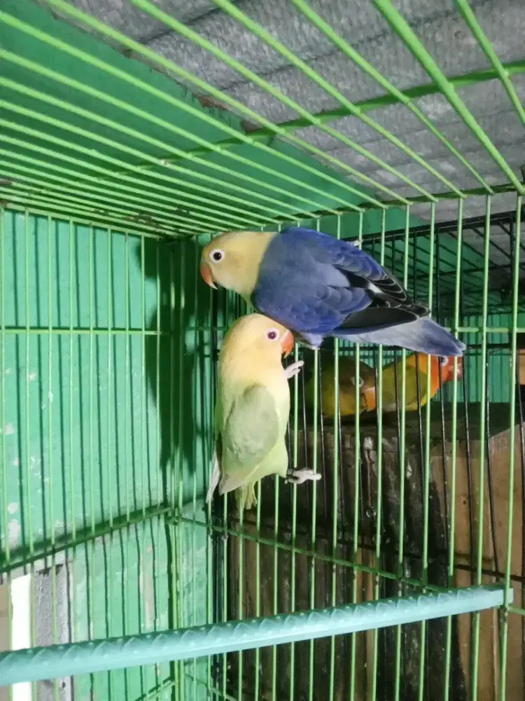 Lovebird pasangan mewah