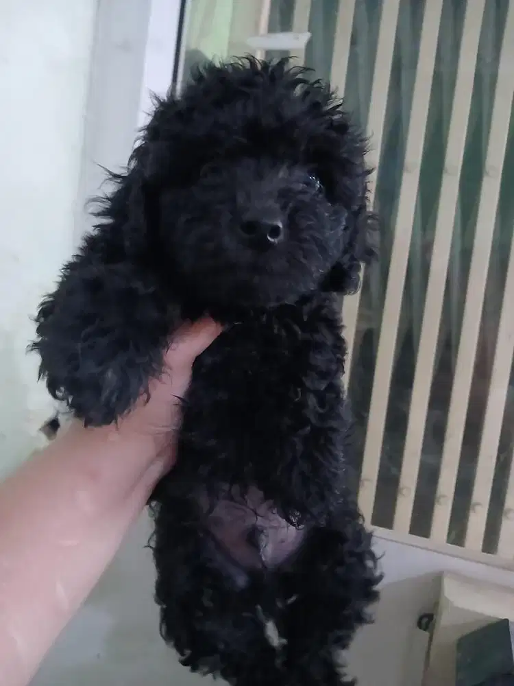 POODLE LAKI-laki