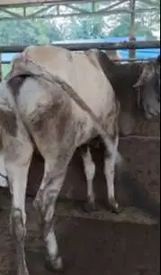 sapi jantan 300kiloan siap potong nazar sedekahan syukuran jamin puas