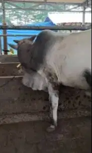 sapi jantan 300kiloan siap potong nazar sedekahan syukuran jamin puas