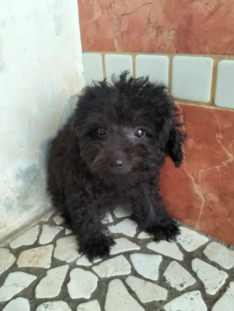 Jual poodle puppies betina