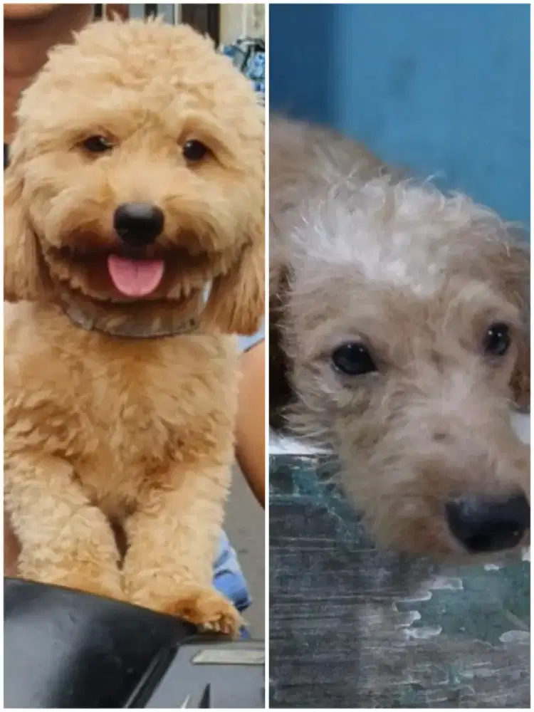 Anakan anjing pudel poodle poodel