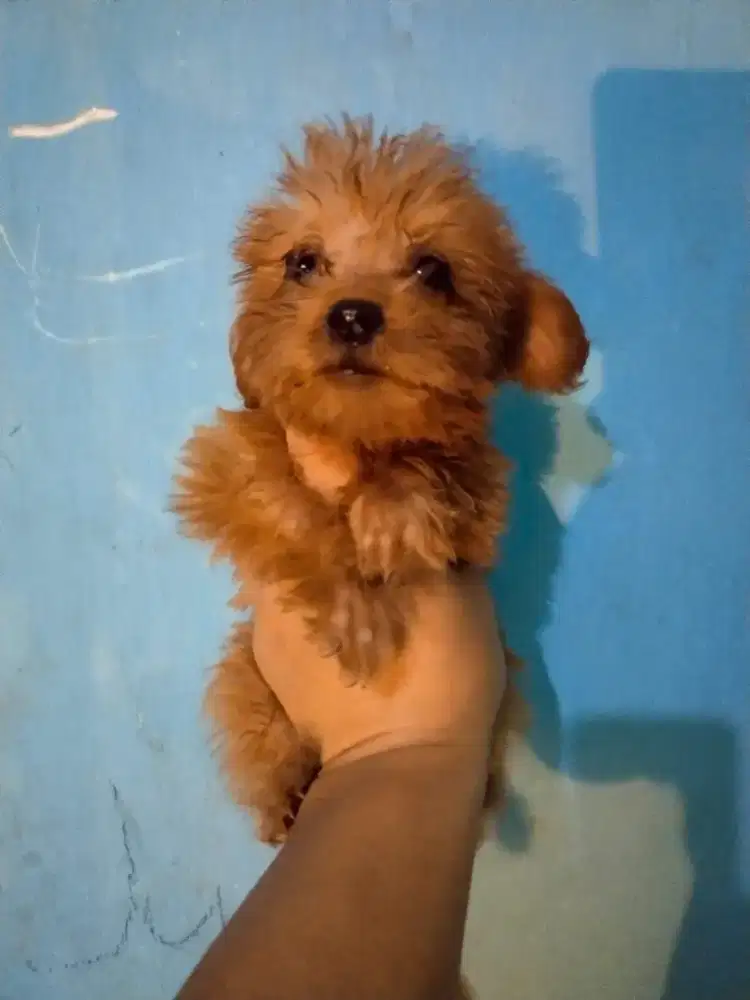 Anakan anjing pudel poodle poodel