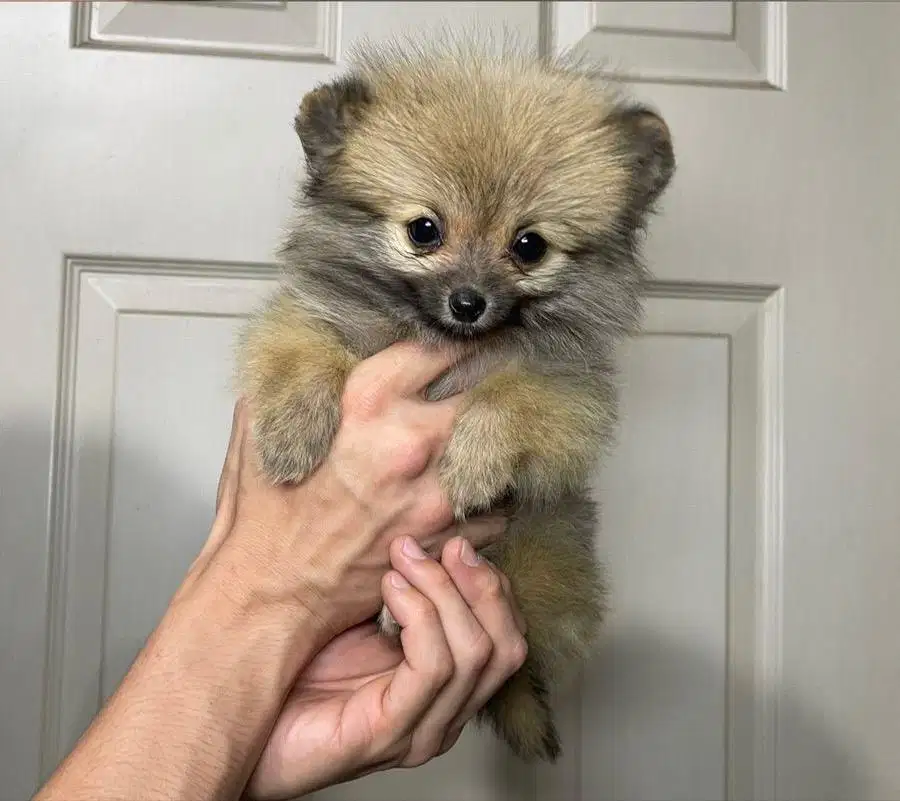 Minipom betina sable