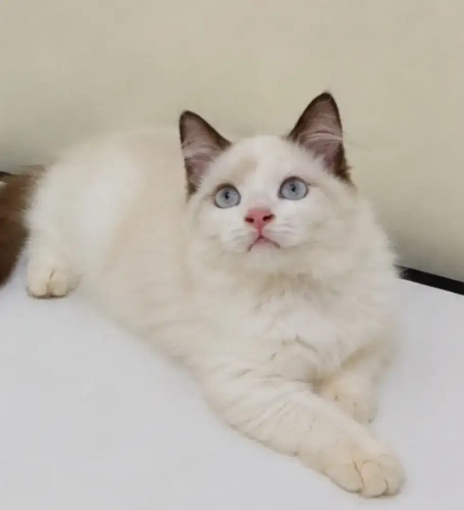 Female ragdoll 3 bulan