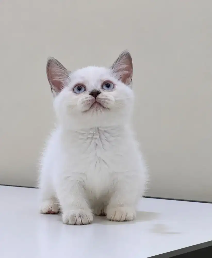 Munchkin x ragdoll blue point betina
