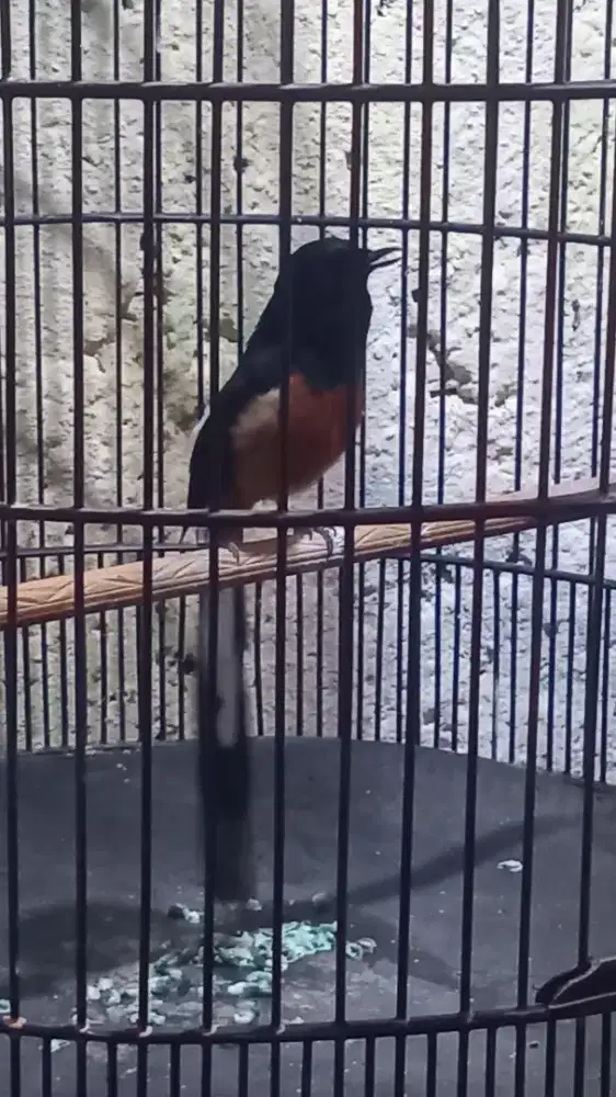 burung murai batu