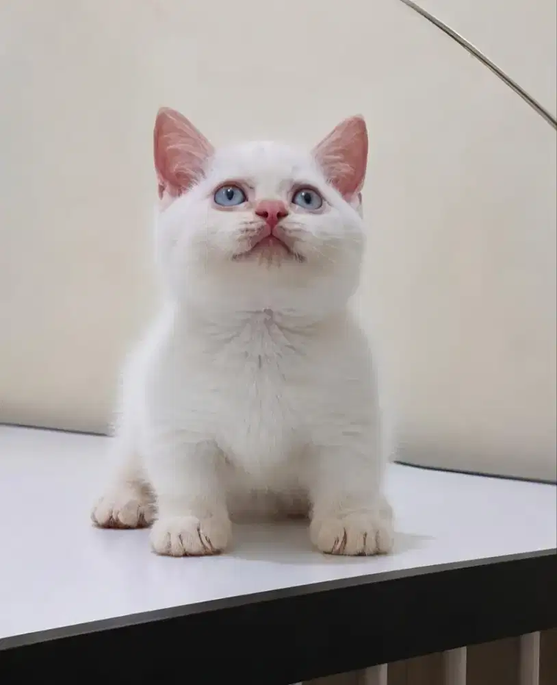 Munchkin x ragdoll jantan red point