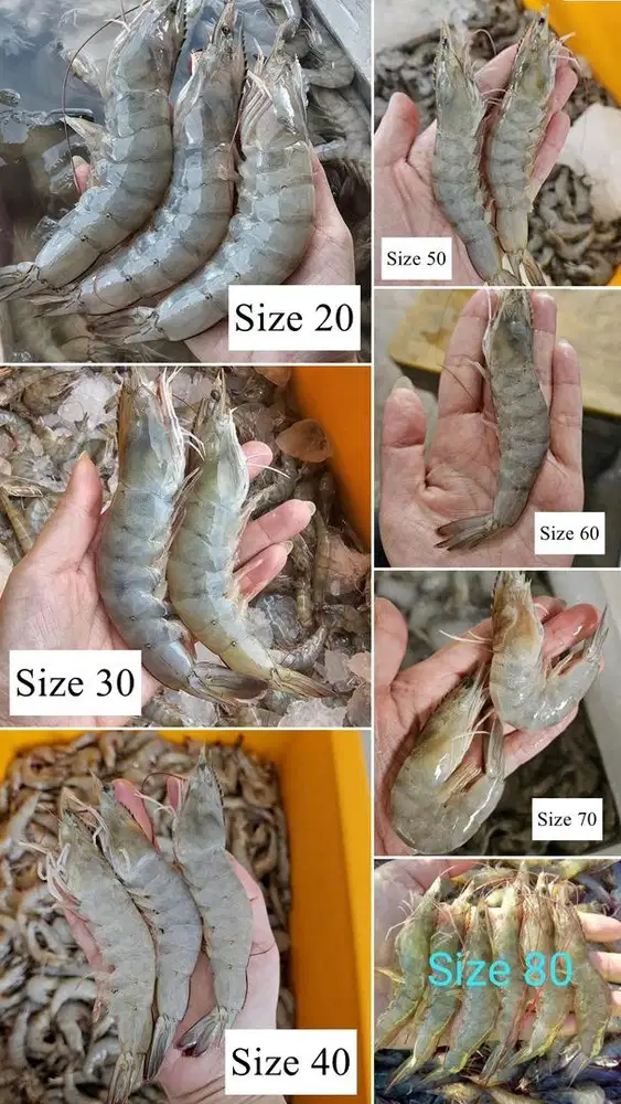 Sales & Marketing Udang