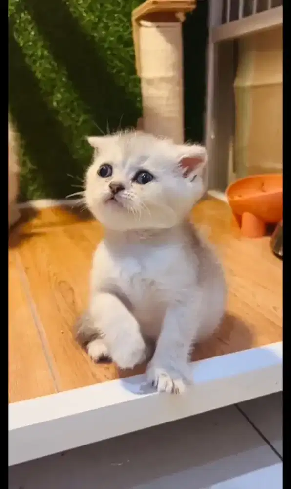 Kucing scottish fold x british shorthair kitten jantan