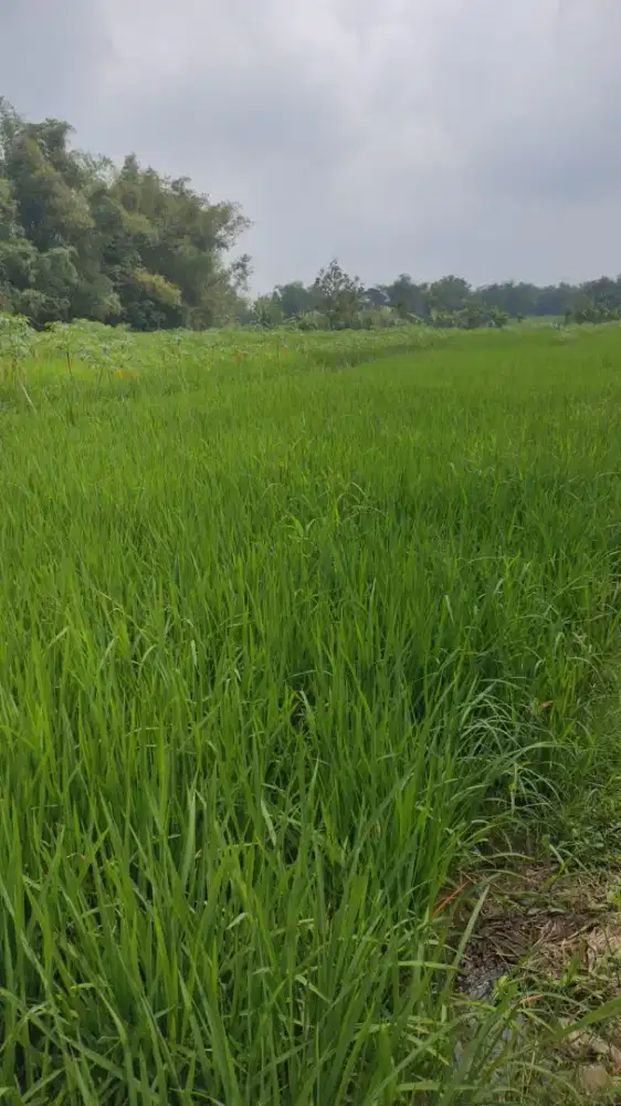 Dijual Tanah Sawah