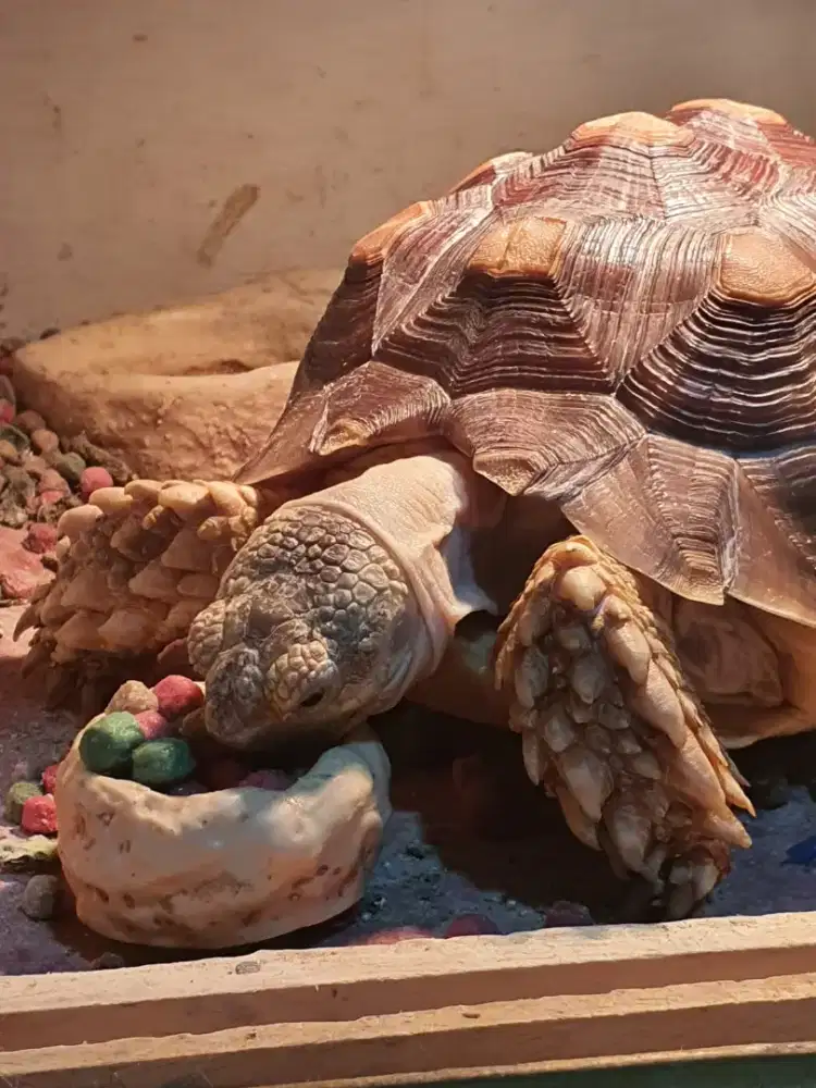 Kura kura Sulcata