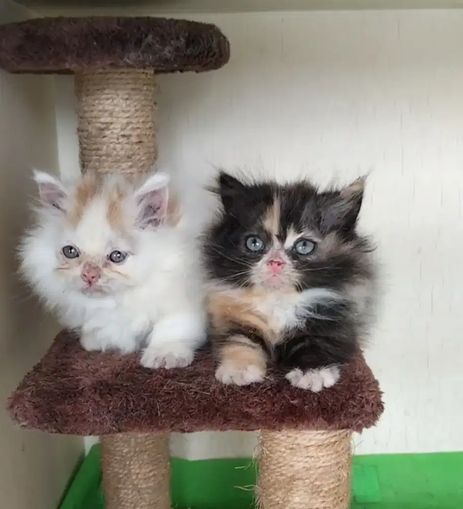 Kucing Munchkin Betina