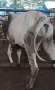 sapi potong 300kiloan jantan siap sedekahan hajatan nazar syukuran top