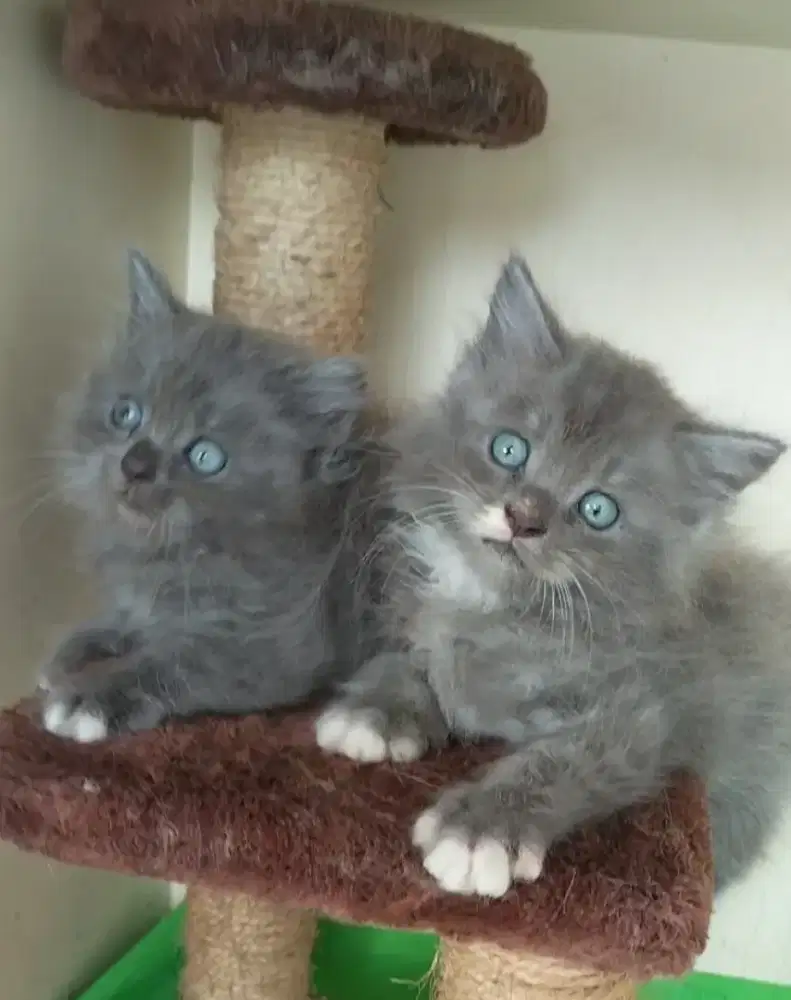 Kucing Persia Jantan