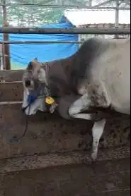 sapi potong 300kiloan jantan layak sedekahan hajatan nazar syukuran ok