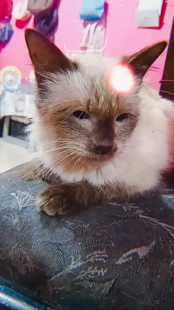 kucing himalaya