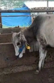 sapi potong jantan 300kiloan siap hajatan nazar sedekahan syukuran top