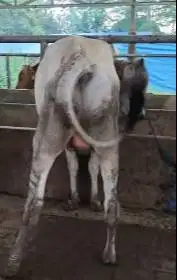 sapi potong jantan 300kiloan siap hajatan nazar sedekahan syukuran top
