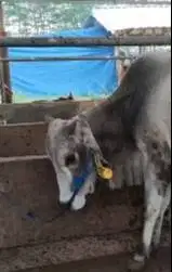 sapi potong jantan 300kiloan siap hajatan nazar sedekahan syukuran top