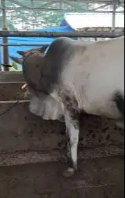sapi potong jantan 300kiloan siap hajatan nazar sedekah syukuran puas