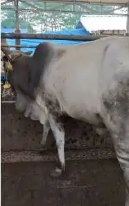 sapi potong jantan 300kiloan siap nazar sedekahan syukuran hajatan top