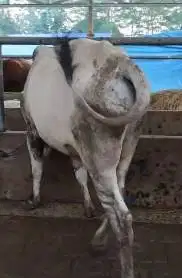 sapi potong jantan 300kiloan siap nazar sedekahan syukuran hajatan top