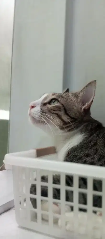 Cat sitter harian pengurus kucing