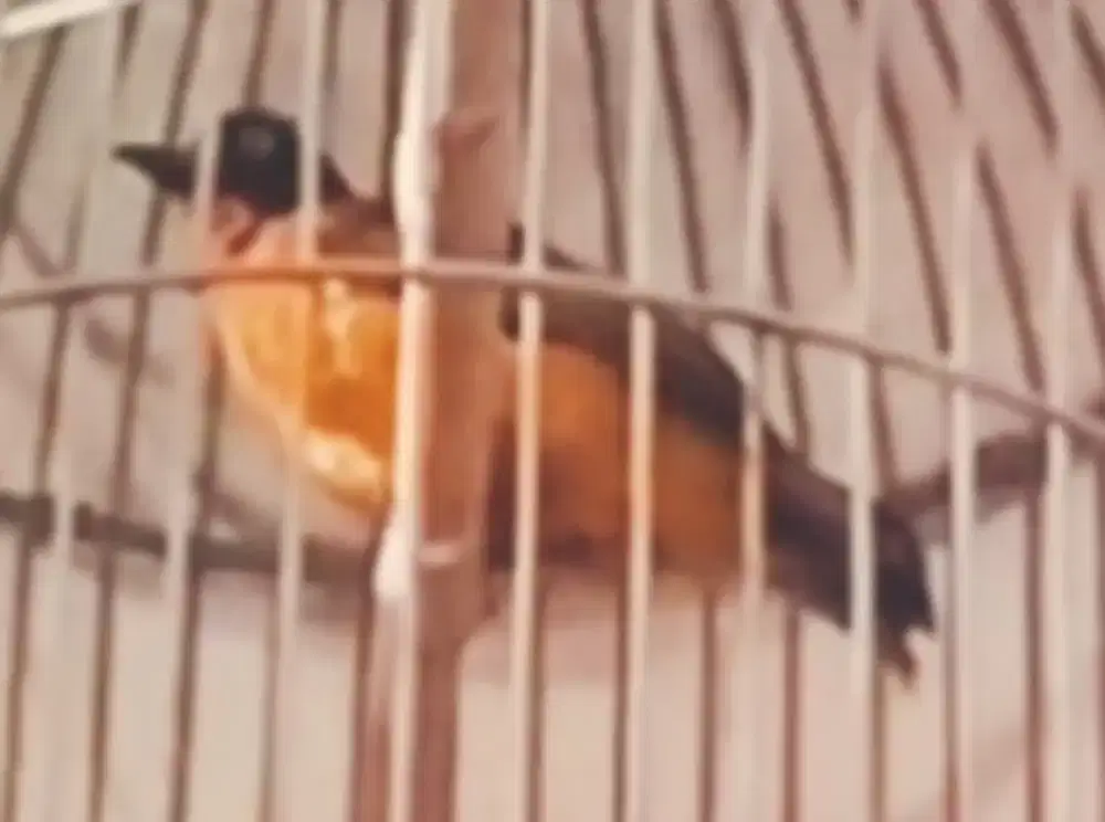 Burung kutilang emas jantan muda gacor + kandang besi. Kenari jalak