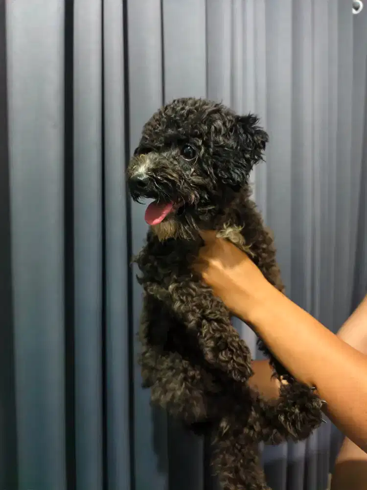 Poodle betina cantik 6 bulan