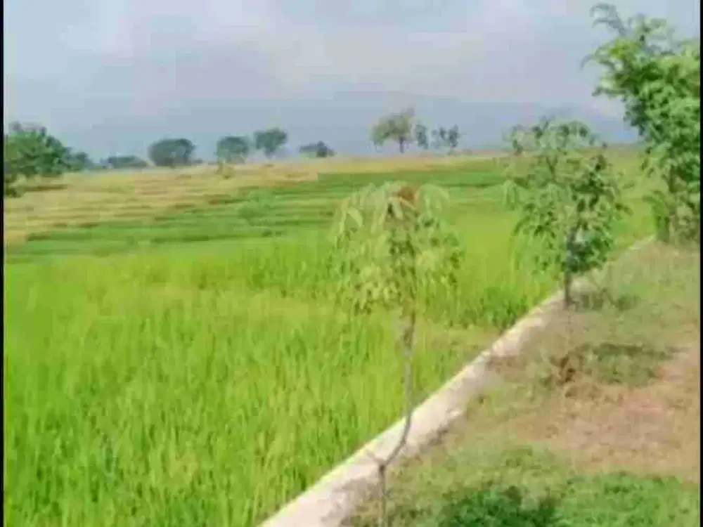 Dijual Sawah Dekat Jalan Desa View Pegunungan Indah