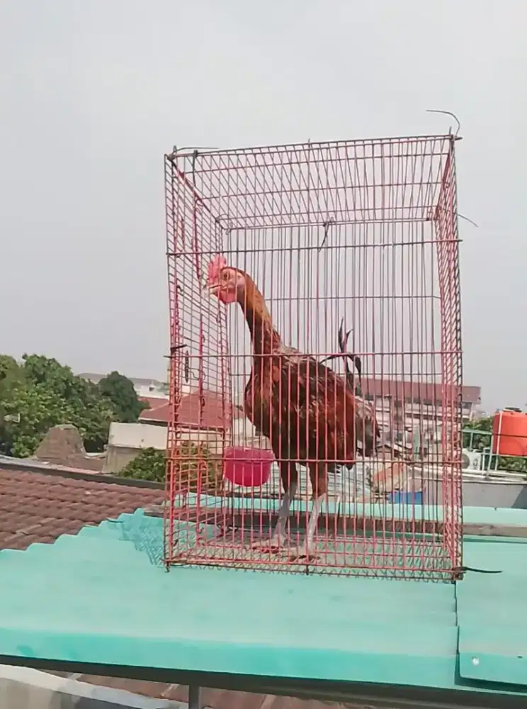 Ayam ketawa remaja