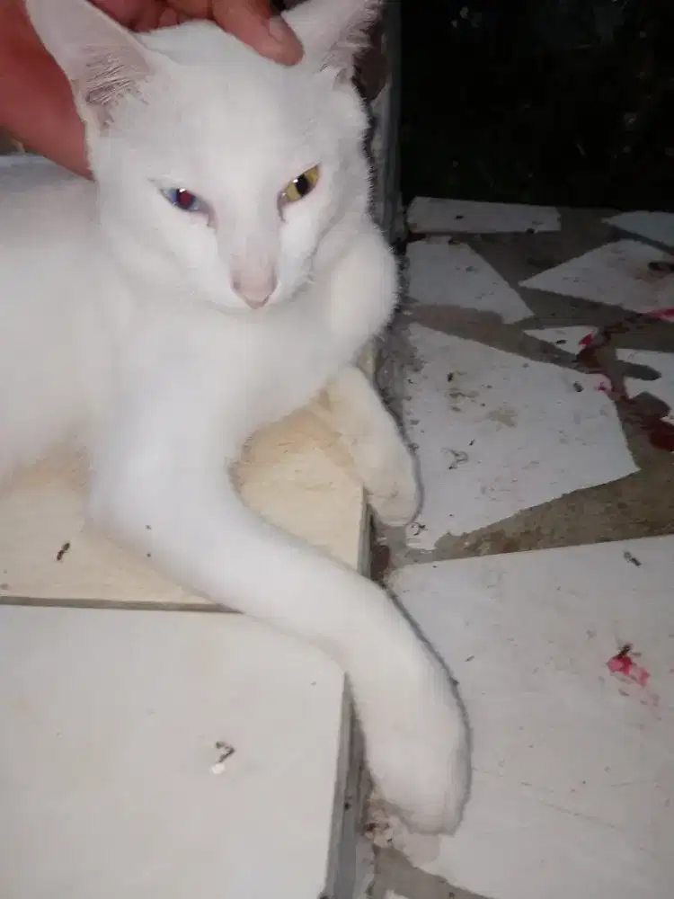 Kucing odd eye umur 18 bulan