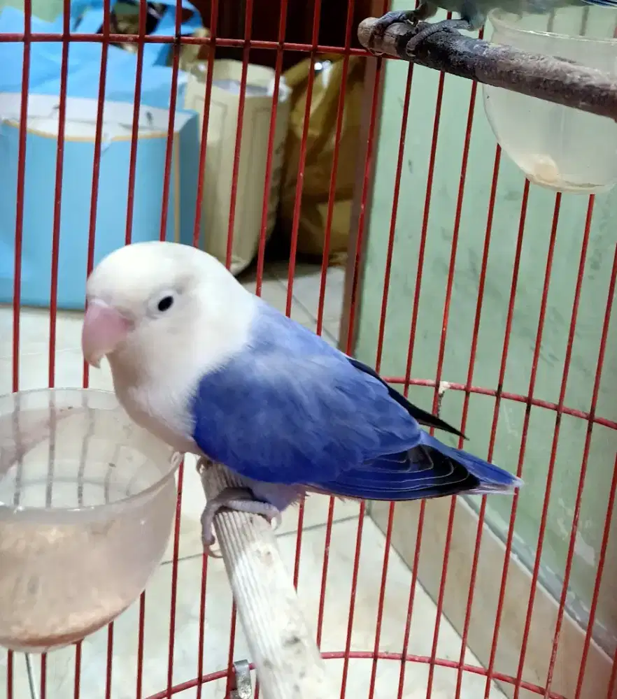 Lovebird Bio Violet