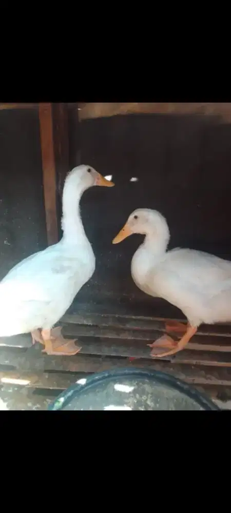 di jual 2 ekor bebek peking