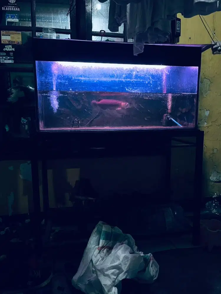 Aquarium arwana pjg 120 x 50
