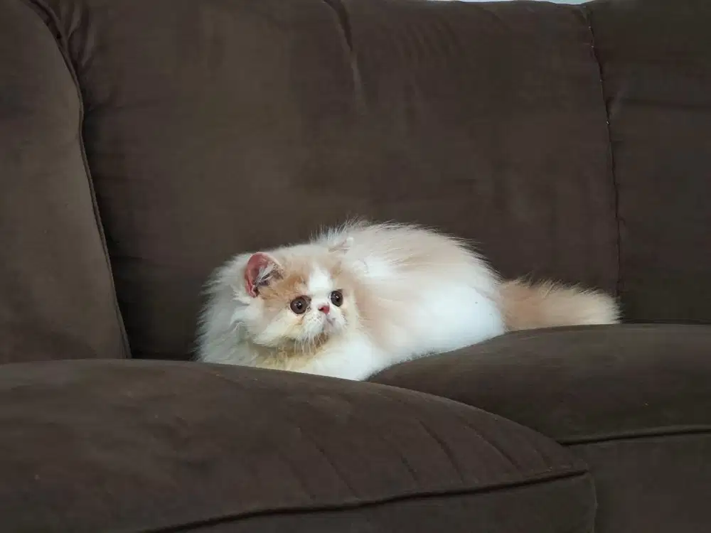 Kucing peaknose