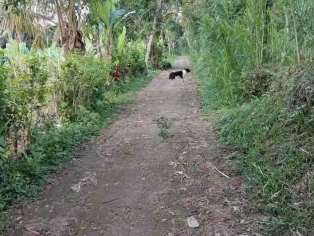 jual tanah taro payangan dekat ubud