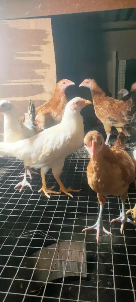 Ayam Elba Petelur