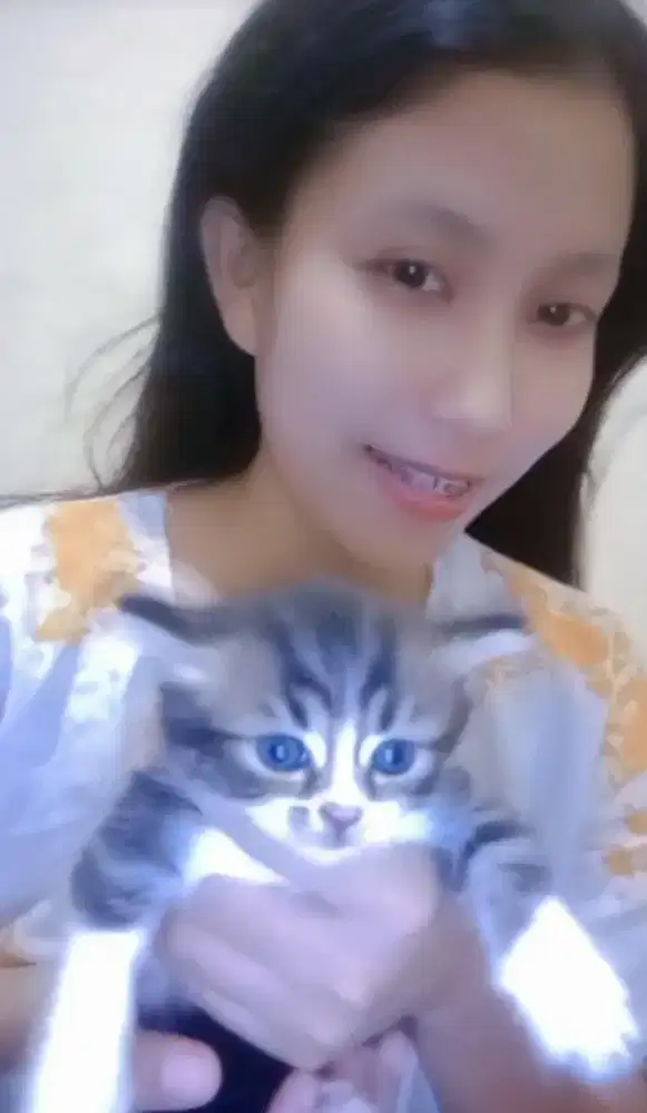 Jual Kucing persia himalaya