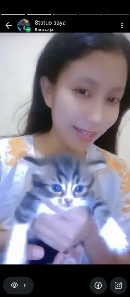 Jual kucing anabul Ras Persia Himalaya