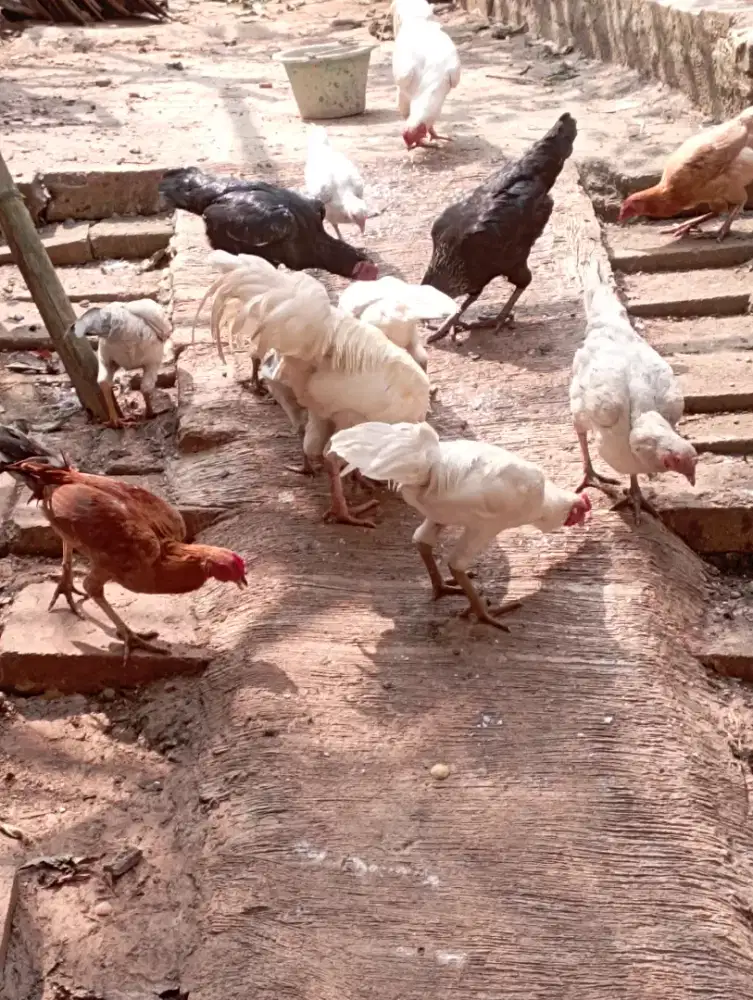 Ayam kampung ada umur 5,7,9 bulan