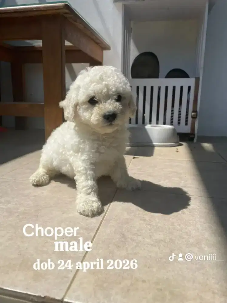 white poodle male