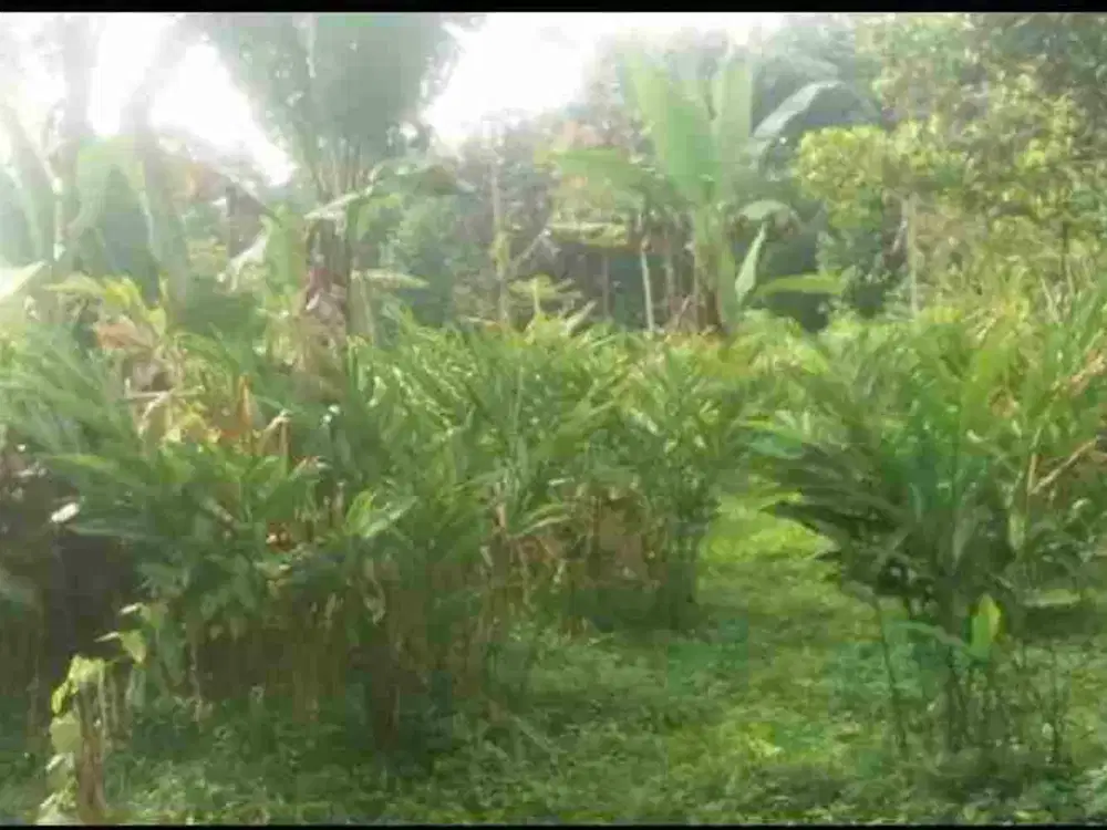 Di jual tanah darat sangat cocok untuk villa dan investasi masa depan.di jual harga di bawah pasaran.