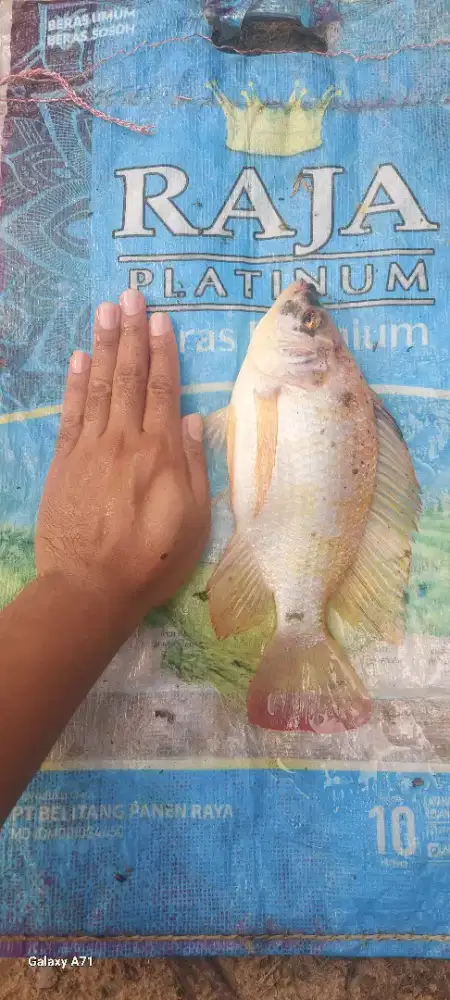 IKAN NILA MERAH KILOAN
