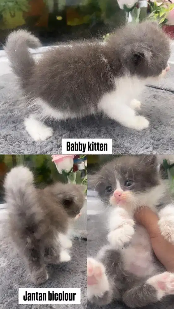 Kitten jantan abu putih bicolour