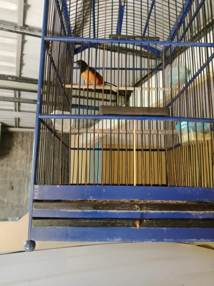 Jual burung murai betina full set siapan