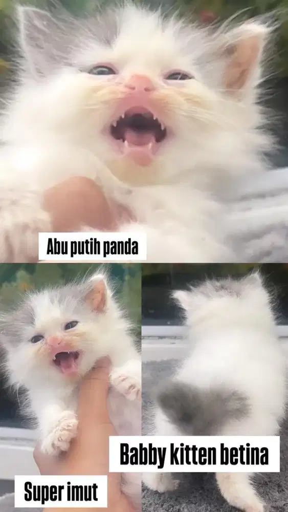 Kitten betina abu putih imut