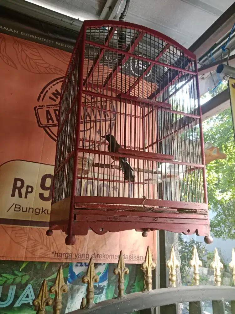 Jual burung murai betina siapan full set